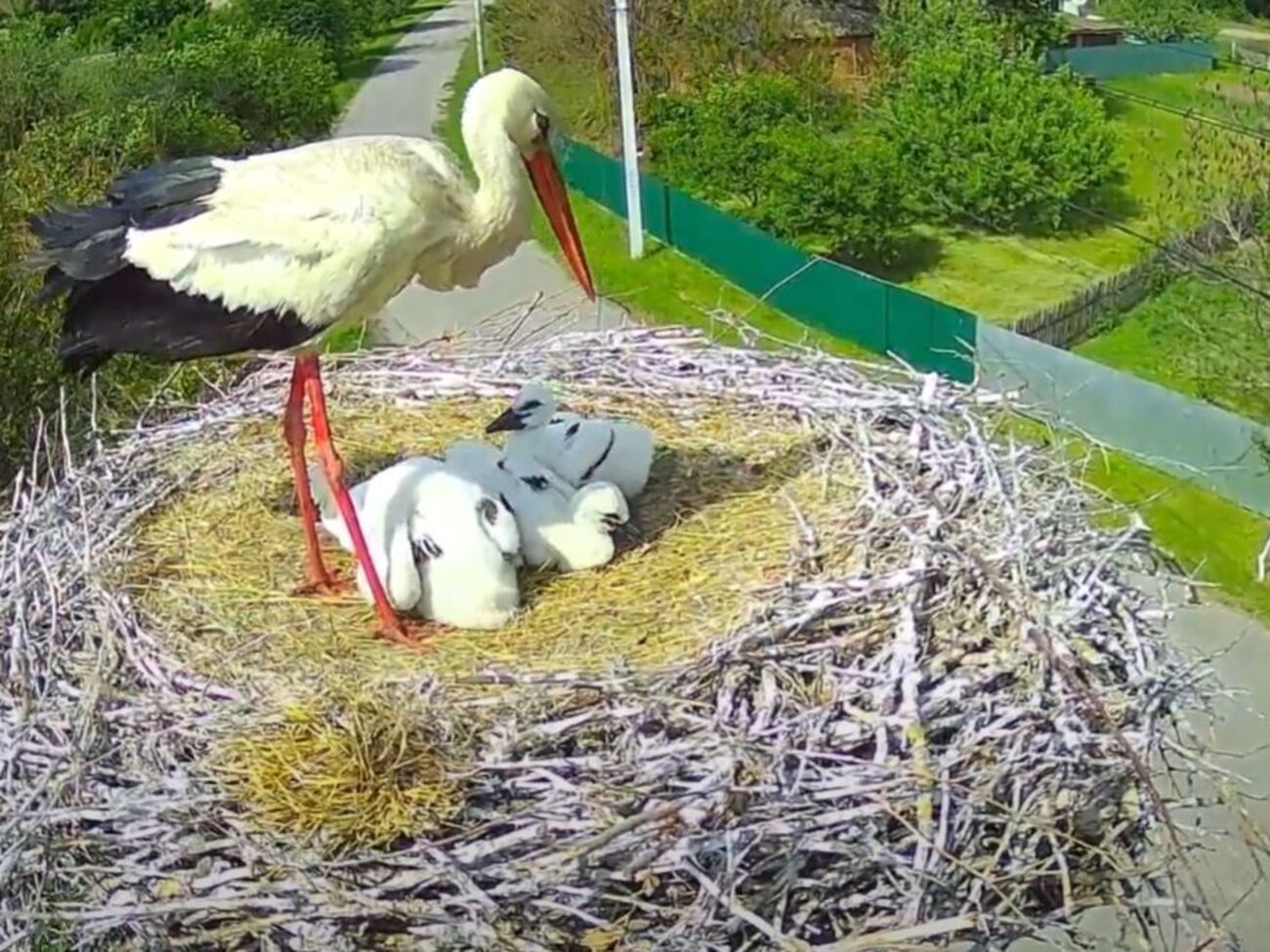 В гнезде осталось четверо птенцов