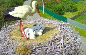 В гнезде осталось четверо птенцов