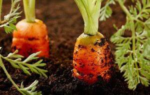 Моркву треба підживлювати двічі з перервою на два тижні