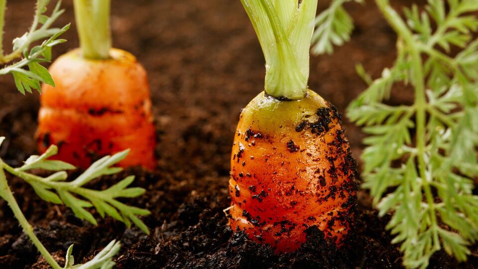 Моркву треба підживлювати двічі з перервою на два тижні