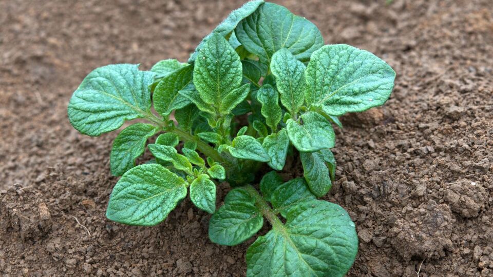 Спасти картофель после заморозков поможет нитрофоска