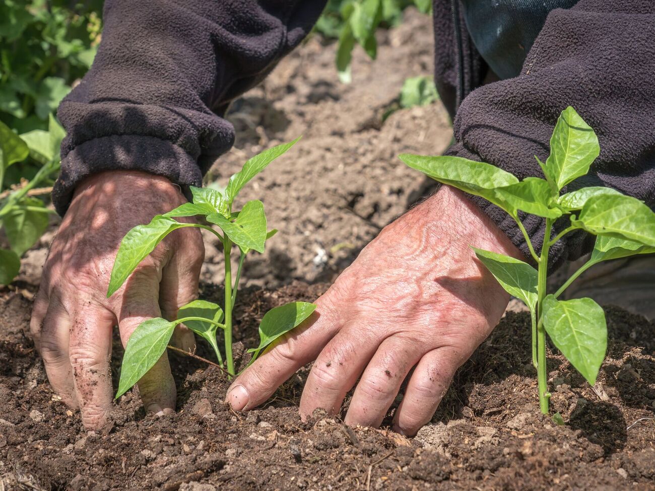 Чтобы компенсировать дефицит фосфора и калия, огородники используют подкормку из золы