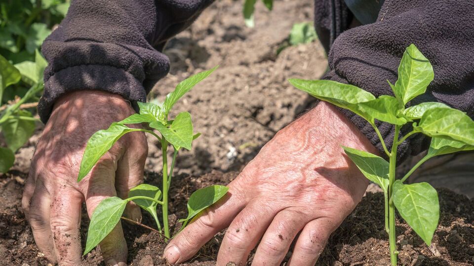 Чтобы компенсировать дефицит фосфора и калия, огородники используют подкормку из золы