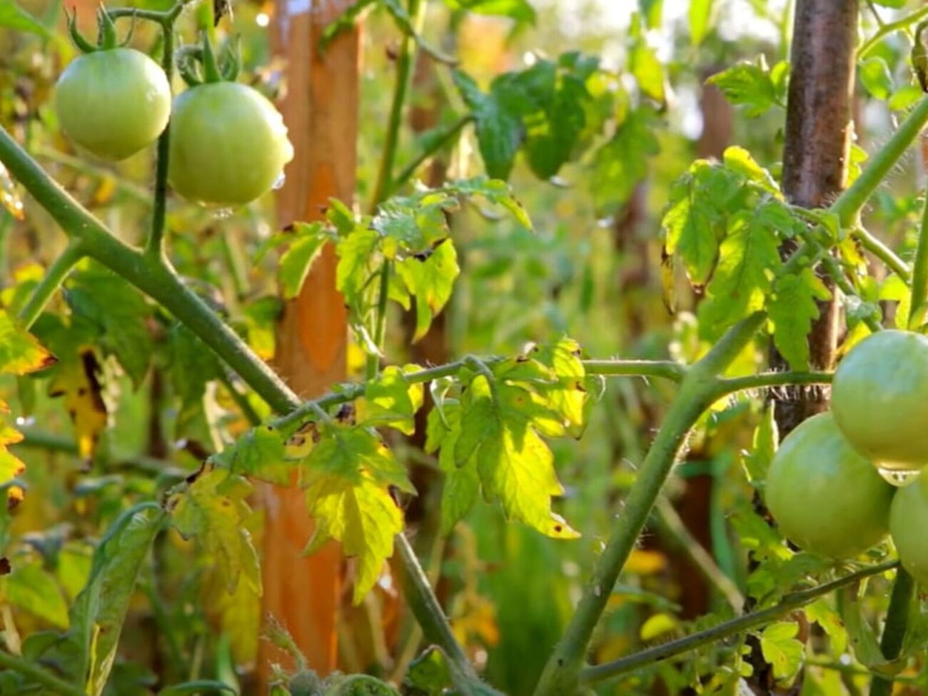 За сезон нужно провести три обработки томатов раствором из аспирина