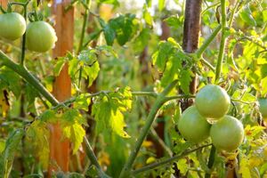 За сезон нужно провести три обработки томатов раствором из аспирина