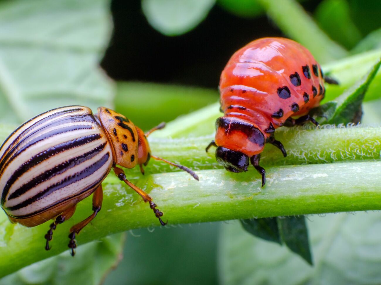 Если вовремя не защитить картофель, жуки уничтожат все растения