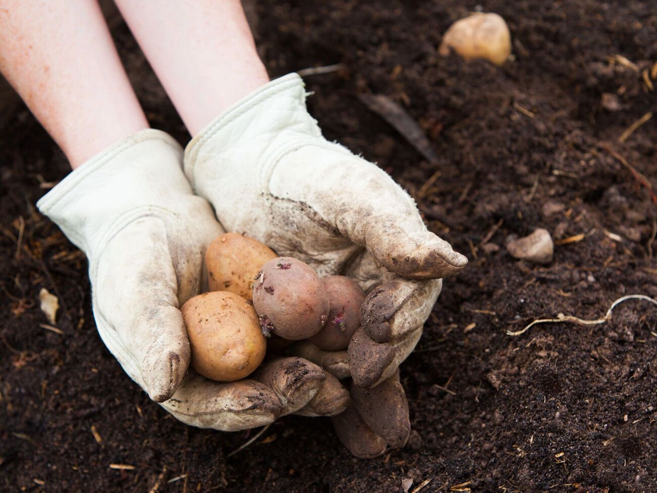 Мерзлый картофель нужно хранить отдельно
