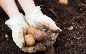 Мерзлу картоплю потрібно зберігати окремо