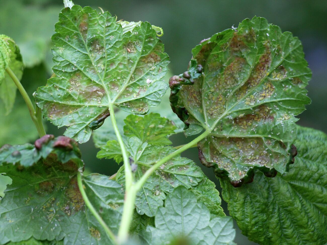 К красным пятнам на листьях приводит грибок