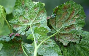 К красным пятнам на листьях приводит грибок