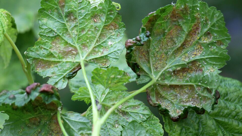 К красным пятнам на листьях приводит грибок