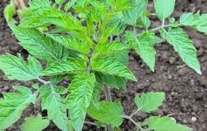 Через сильні перепади температури й заморозки рослини можуть зазнавати різних грибкових захворювань