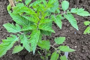 Из-за сильных перепадов температуры и заморозков растения могут подвергаться различным грибковым заболеваниям