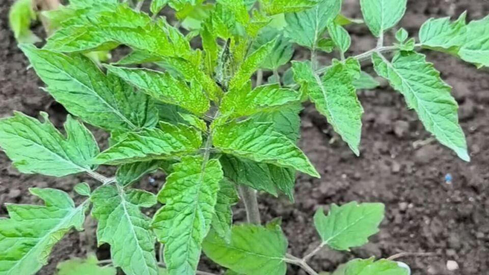 Из-за сильных перепадов температуры и заморозков растения могут подвергаться различным грибковым заболеваниям