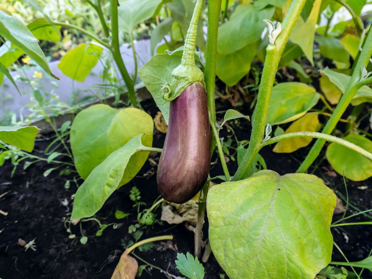 Грядку, где будут расти баклажаны, обязательно мульчируют