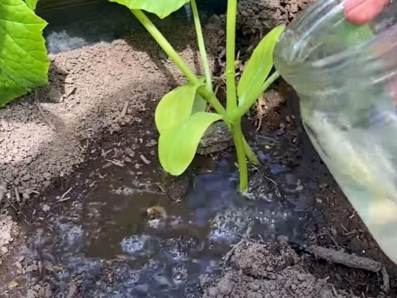 Полив огурцов раствором из янтарной кислоты стимулирует их рост