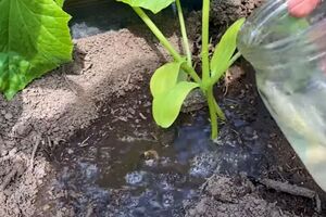 Полив огурцов раствором из янтарной кислоты стимулирует их рост