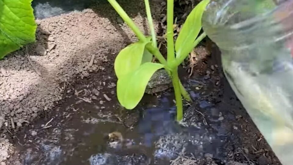 Полив огірків розчином із бурштинової кислоти стимулює їхній ріст