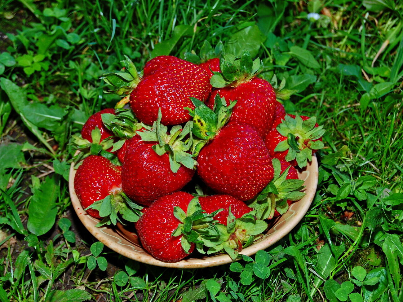 Полуниця буде дуже солодкою