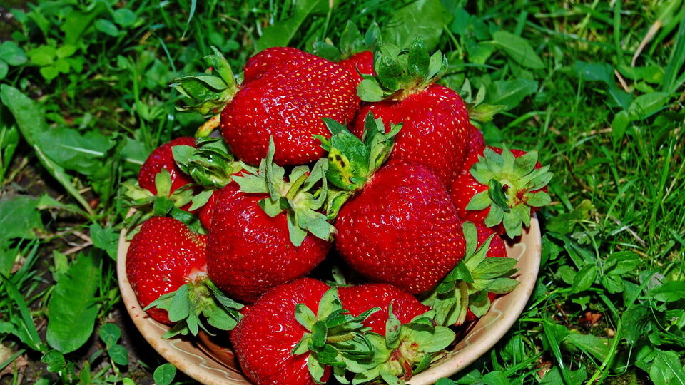 Полуниця буде дуже солодкою