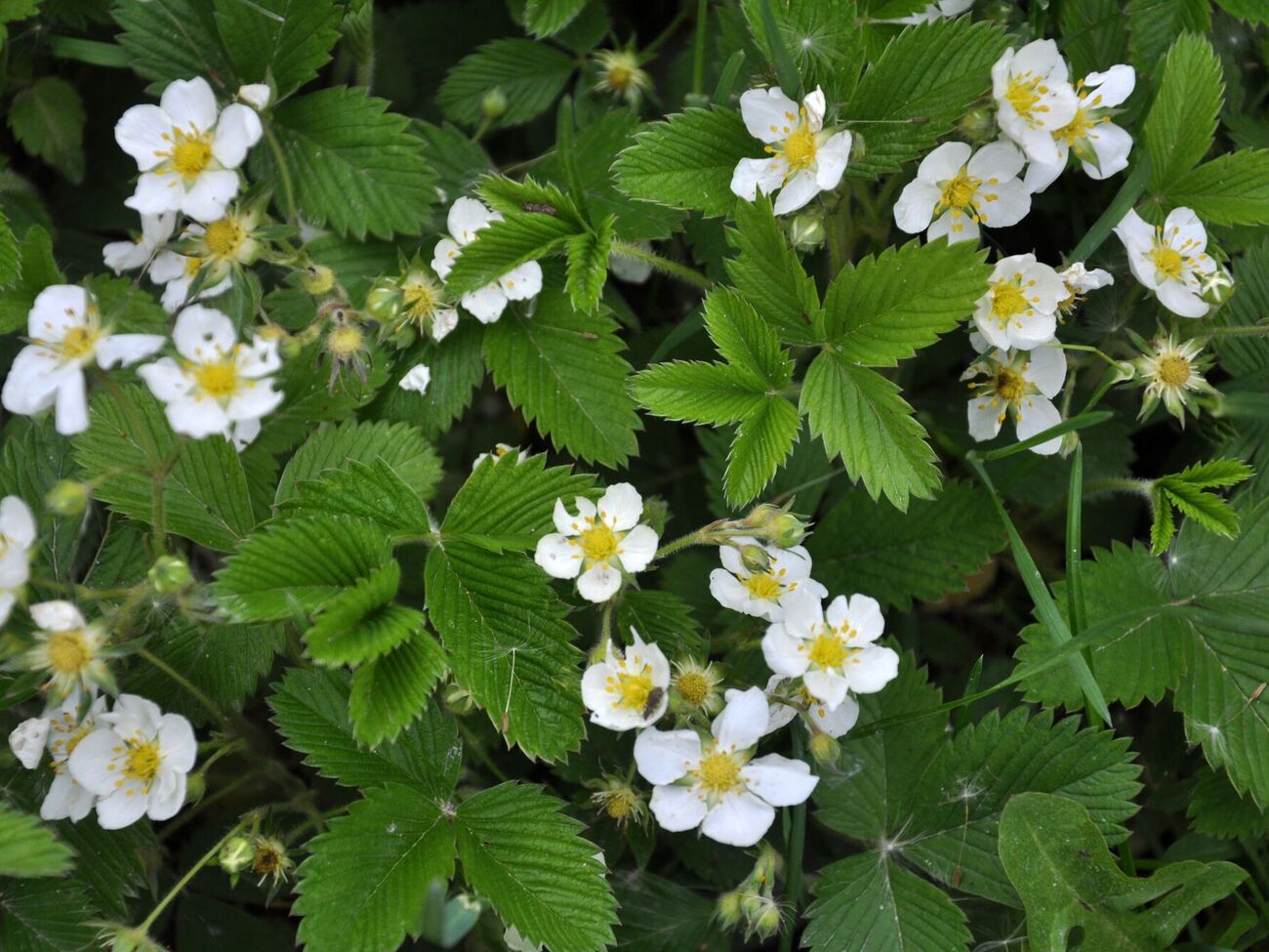 Полуниці не потрібно багато азоту