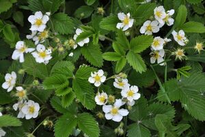 Полуниці не потрібно багато азоту