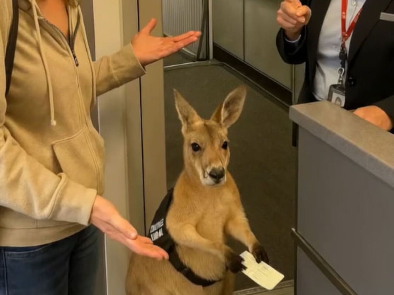 Кенгуру был создан с помощью ИИ