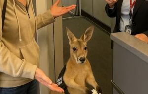 Кенгуру был создан с помощью ИИ