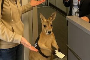 Кенгуру был создан с помощью ИИ