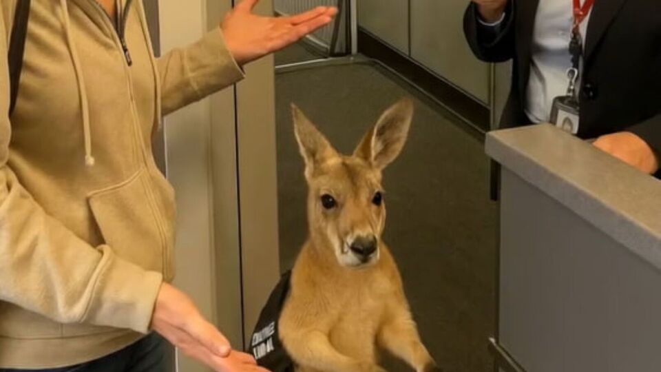 Кенгуру был создан с помощью ИИ