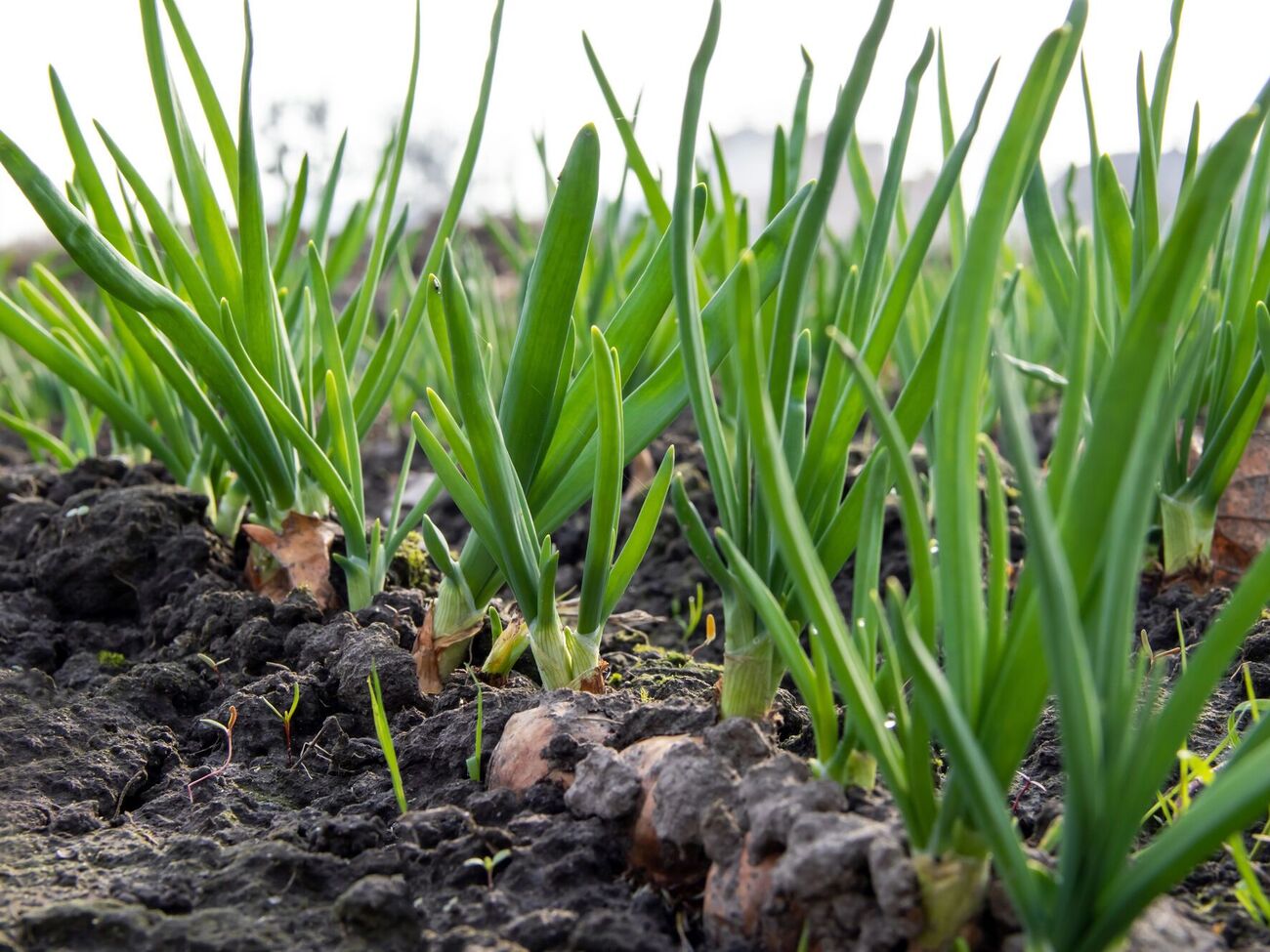 Перед высадкой замочите посадочный материал в солевом растворе