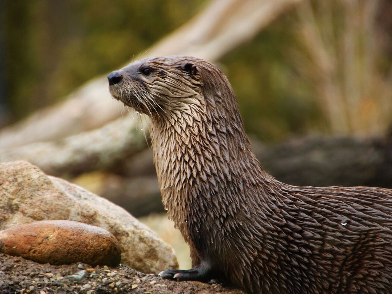 Королевская семья Швеции проигнорировала то, что люди назвали выдру в их честь