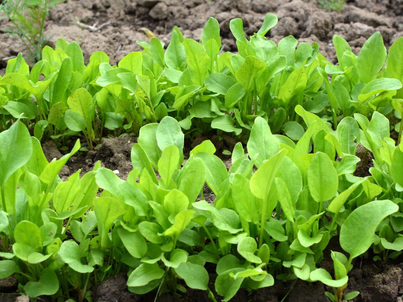 Щавель высаживают полосками