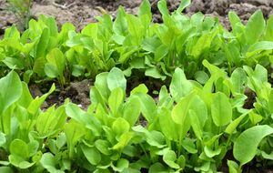 Щавель высаживают полосками