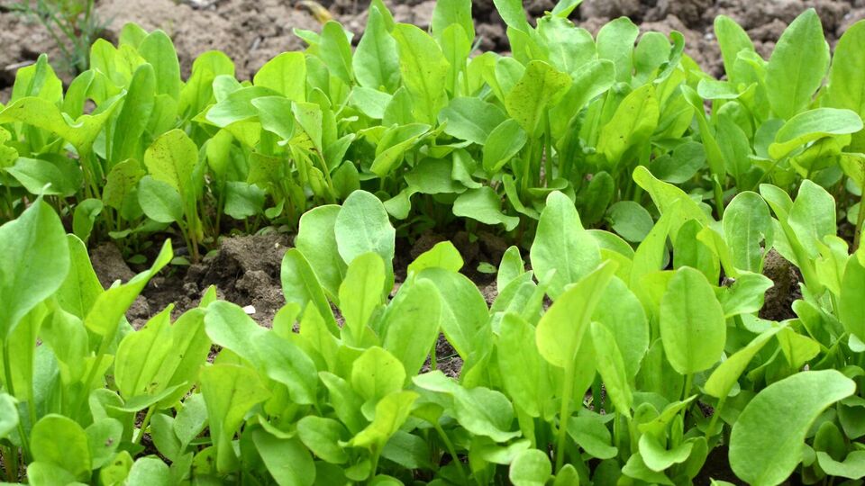 Щавель висаджують смужками