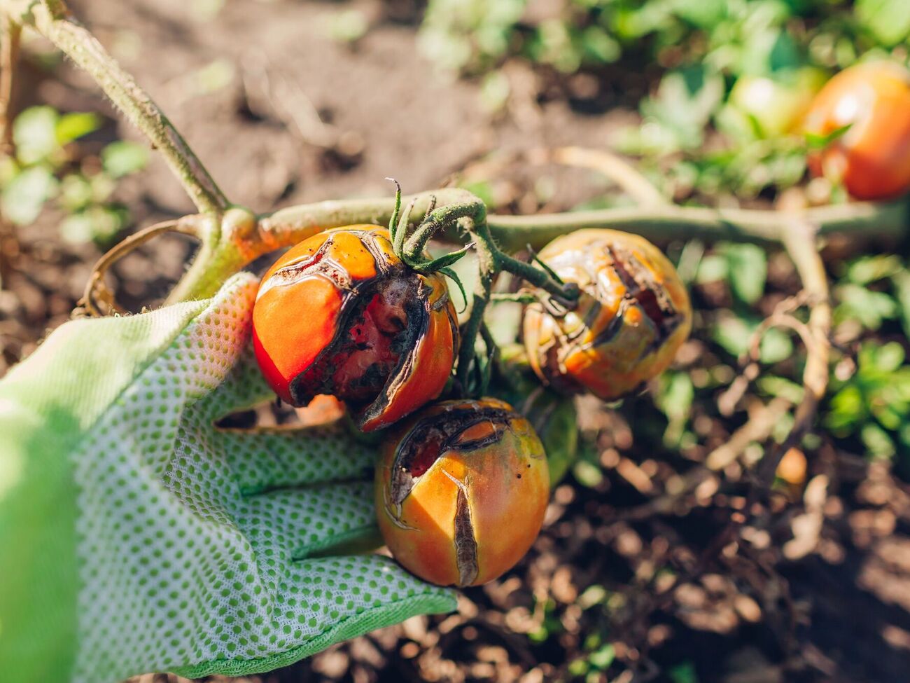Бороться с фитофторой лучше до того, как она поразит плоды