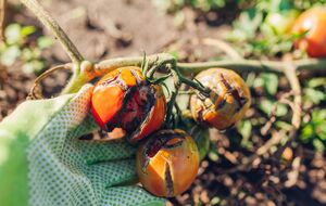 Боротися з фітофторою краще до того, як вона уразить плоди