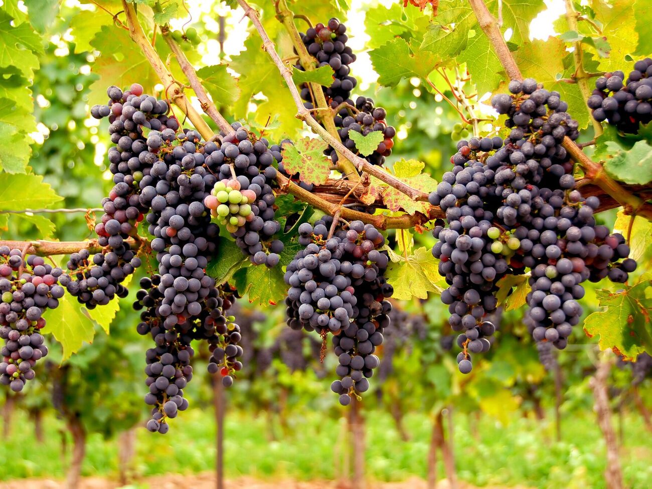 Лоза дасть щедрий урожай за правильного догляду