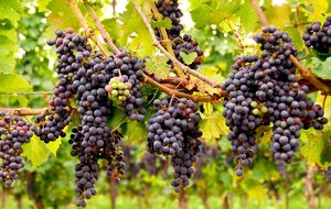 Лоза дасть щедрий урожай за правильного догляду