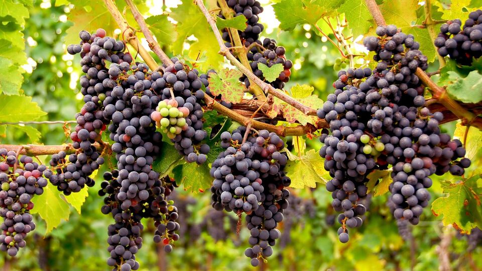 Лоза даст щедрый урожай при правильном уходе