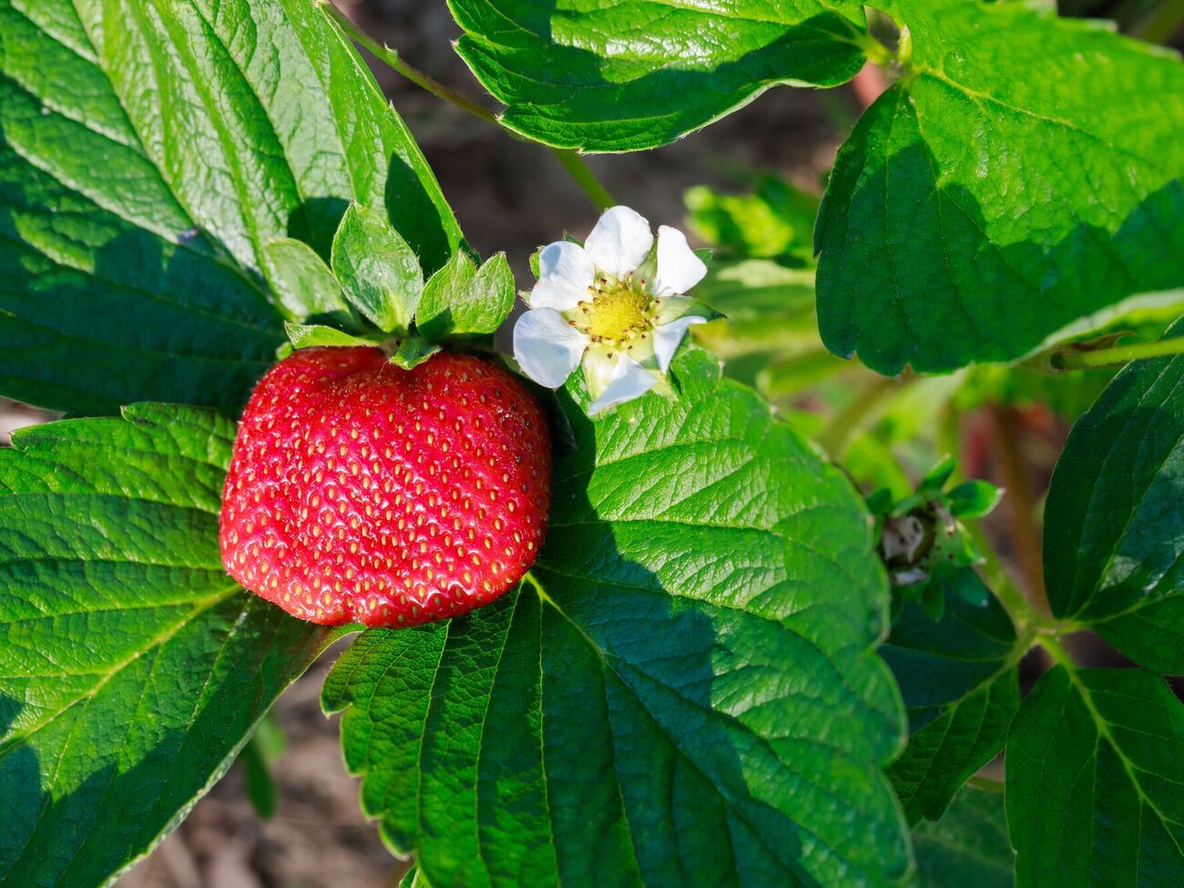 Для клубники во время цветения выбирают удобрения без азота
