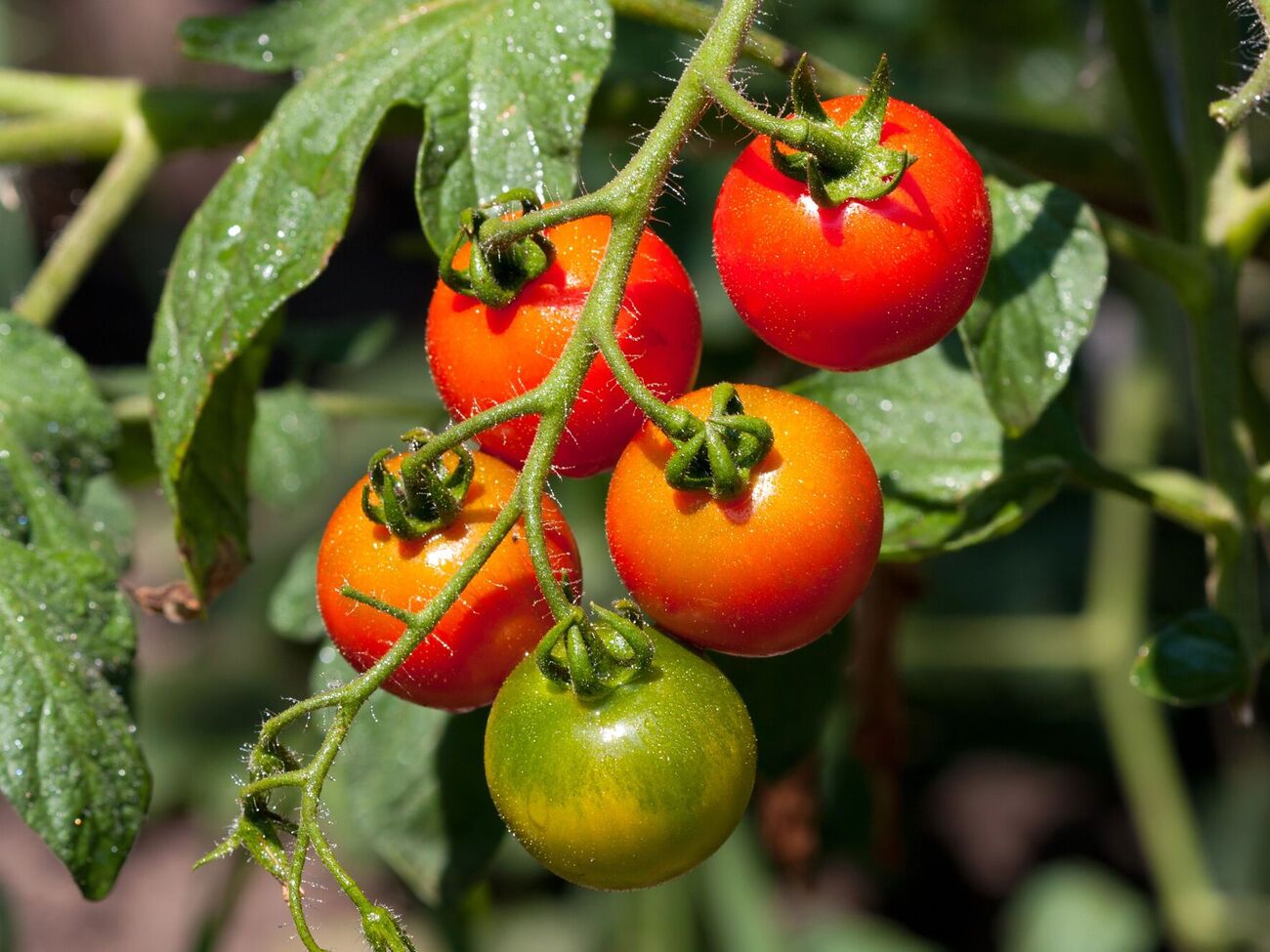Из пасынков тоже можно вырастить рассаду