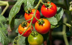 Из пасынков тоже можно вырастить рассаду