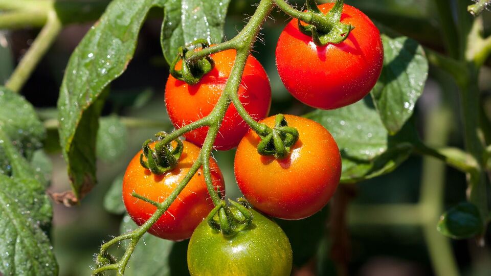 Из пасынков тоже можно вырастить рассаду