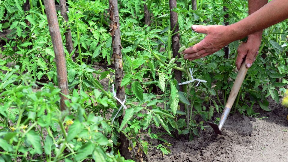Важно вовремя проводить обработку томатов от болезней и вредителей