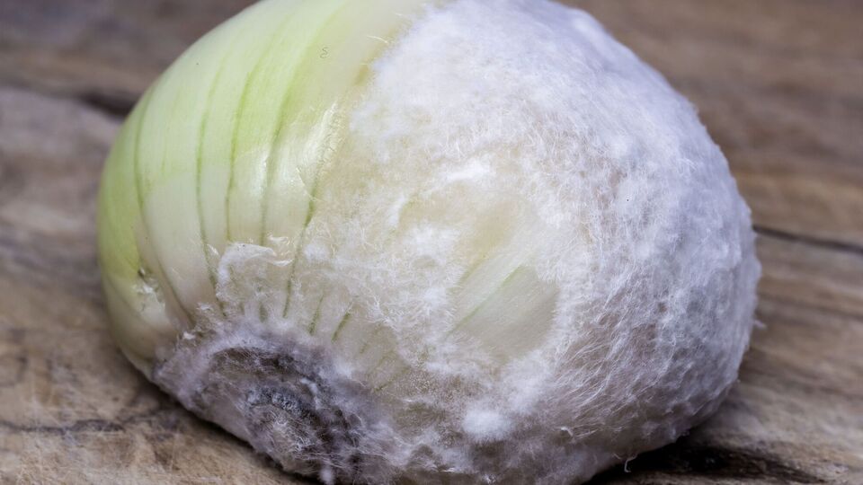 Лук нередко поражает гниль