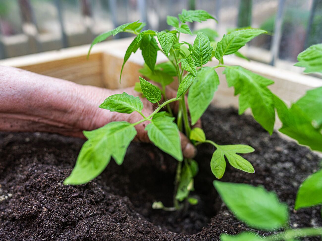 Помидоры хорошо растут, если их посадить на половину длины стебля