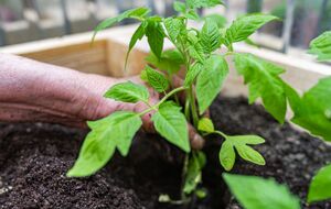 Помидоры хорошо растут, если их посадить на половину длины стебля