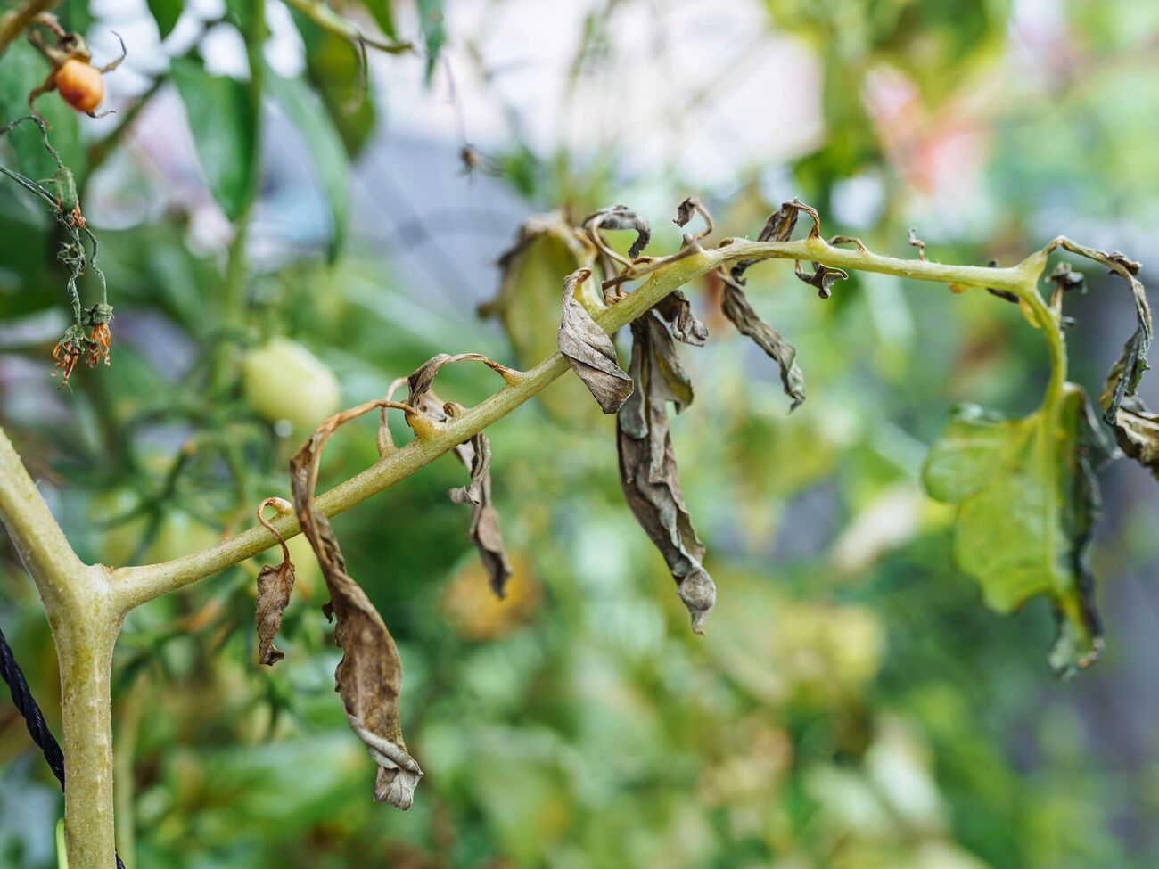 Благодаря азотному удобрению томаты могут восстановиться после похолодания