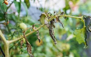 Завдяки азотному добриву томати можуть відновитися після похолодання